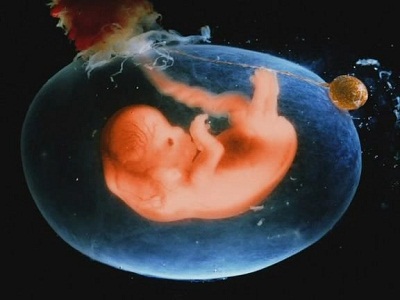 怀孕的十月中胎儿发育成长的过程图